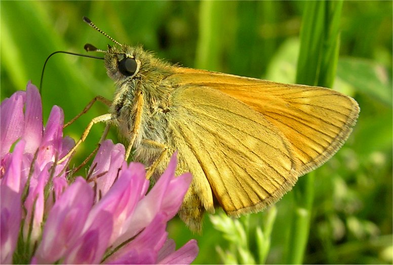 Ochlodes sylvanus